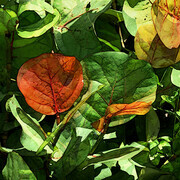 Leather leaves